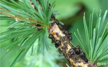 樟子松病虫害怎么防治的2个措施