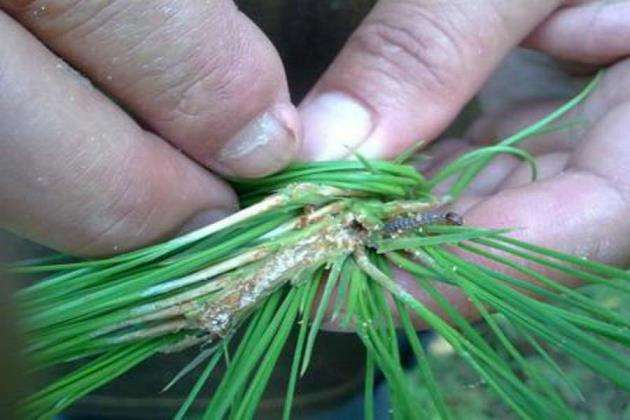 樟子松怎么育苗的6个基本技术