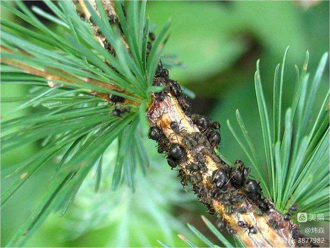 樟子松怎么育苗的6个基本技术