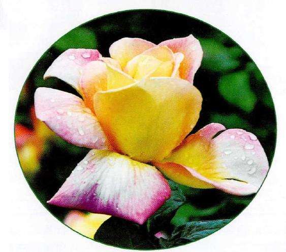 月季的病虫害较多 怎么防治 图片