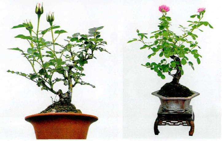 月季植株怎么修剪控形的5个注意事项