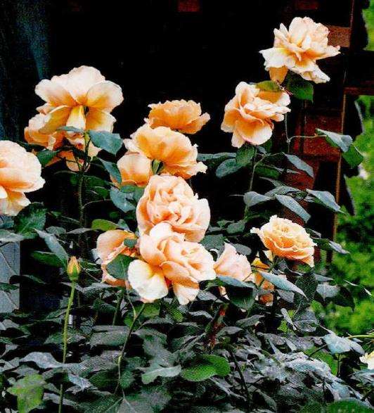 盆栽月季一般在每年的2-3月上盆 图片