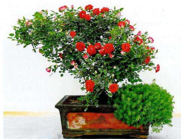 盆栽月季一般在每年的2-3月上盆 图片