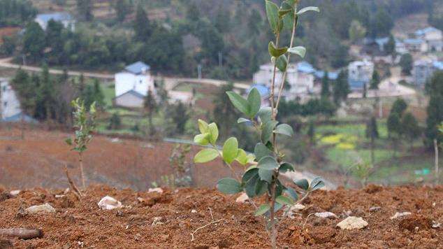 油茶低产林怎么改造的5个技术措施