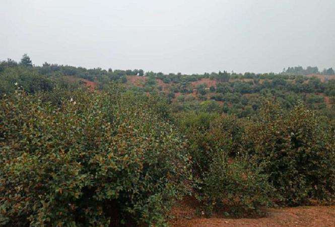 油茶低产林怎么改造的5个技术措施