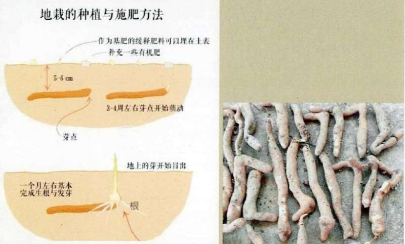 嘉兰百合怎么种植方法与6个注意事项