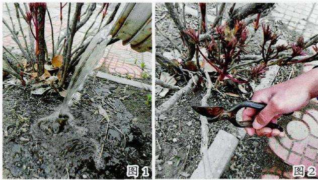 如何让牡丹花开到位的6个方法 图片