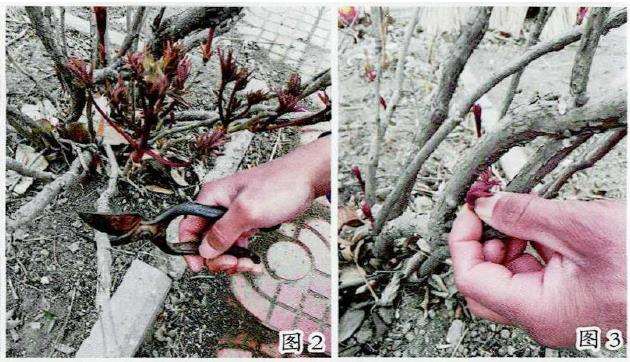 如何让牡丹花开到位的6个方法 图片