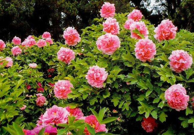 如何让牡丹花开到位的6个方法 图片