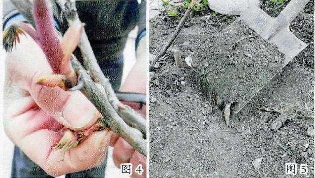 如何让牡丹花开到位的6个方法 图片