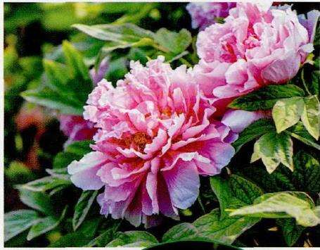 如何让牡丹花开到位的6个方法 图片