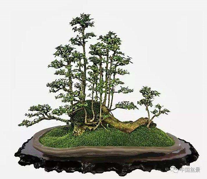 基础理论讲座 盆景的定义及其特点 图片