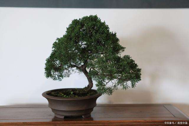 基础理论讲座 盆景的定义及其特点 图片