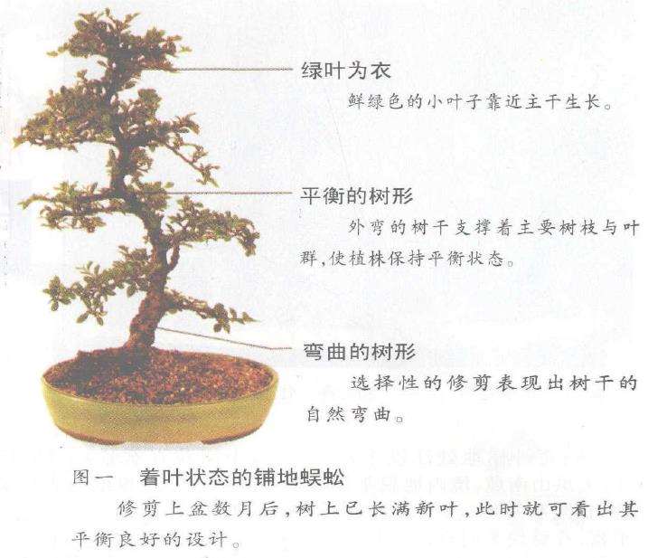 图解 铺地蜈蚣盆景怎么修剪的6个步骤