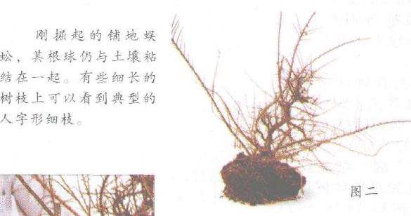 图解 铺地蜈蚣盆景怎么修剪的6个步骤