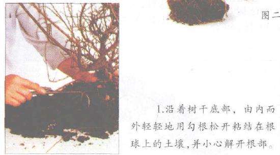 图解 铺地蜈蚣盆景怎么修剪的6个步骤