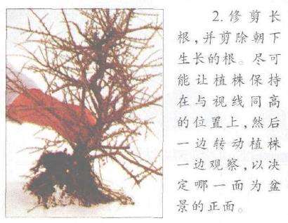 图解 铺地蜈蚣盆景怎么修剪的6个步骤