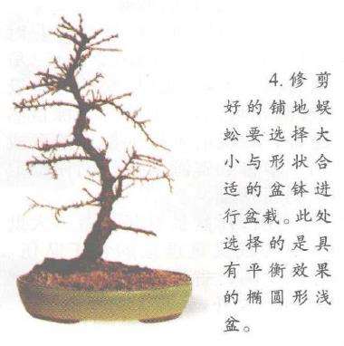 图解 铺地蜈蚣盆景怎么修剪的6个步骤