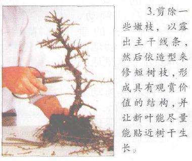 图解 铺地蜈蚣盆景怎么修剪的6个步骤