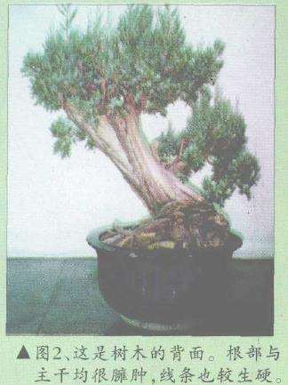 图解 郑诚恭怎么柏树盆景造型的22个步骤