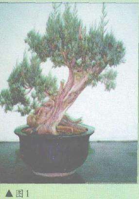 图解 郑诚恭怎么柏树盆景造型的22个步骤