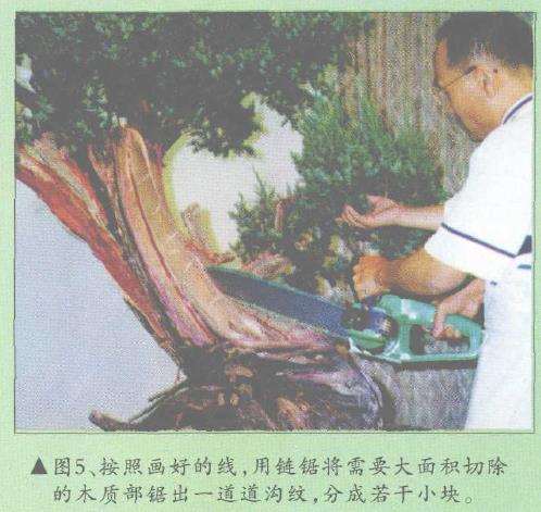 图解 郑诚恭怎么柏树盆景造型的22个步骤