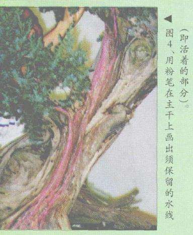 图解 郑诚恭怎么柏树盆景造型的22个步骤