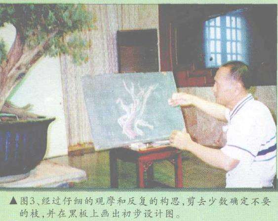 图解 郑诚恭怎么柏树盆景造型的22个步骤