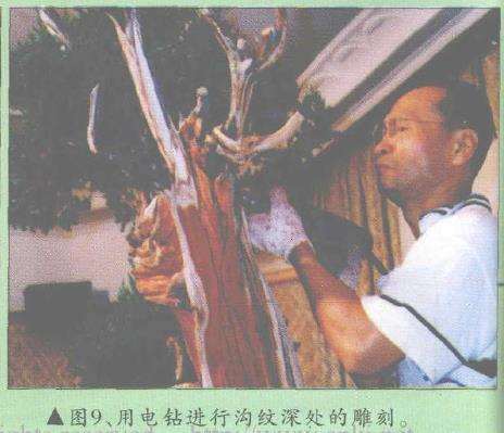 图解 郑诚恭怎么柏树盆景造型的22个步骤