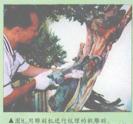 图解 郑诚恭怎么柏树盆景造型的22个步骤