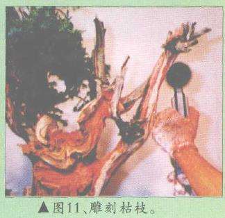 图解 郑诚恭怎么柏树盆景造型的22个步骤