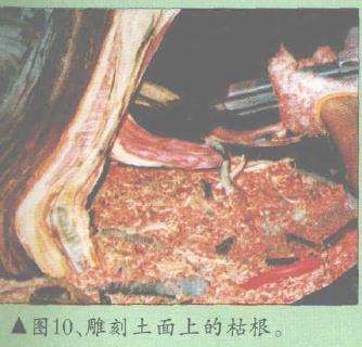 图解 郑诚恭怎么柏树盆景造型的22个步骤