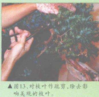 图解 郑诚恭怎么柏树盆景造型的22个步骤