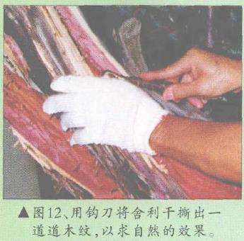 图解 郑诚恭怎么柏树盆景造型的22个步骤