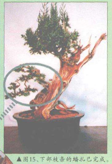 图解 郑诚恭怎么柏树盆景造型的22个步骤