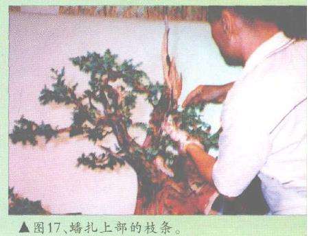 图解 郑诚恭怎么柏树盆景造型的22个步骤