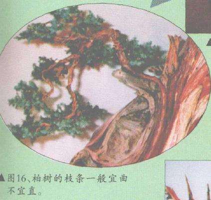 图解 郑诚恭怎么柏树盆景造型的22个步骤