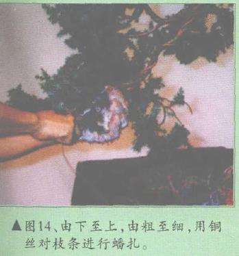 图解 郑诚恭怎么柏树盆景造型的22个步骤