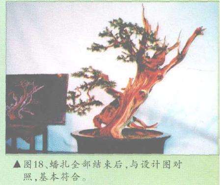 图解 郑诚恭怎么柏树盆景造型的22个步骤