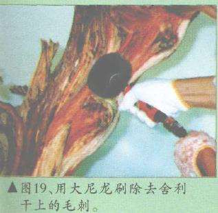 图解 郑诚恭怎么柏树盆景造型的22个步骤