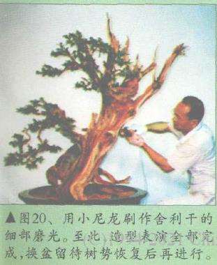 图解 郑诚恭怎么柏树盆景造型的22个步骤