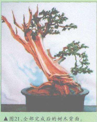 图解 郑诚恭怎么柏树盆景造型的22个步骤