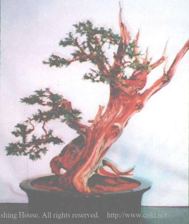 图解 郑诚恭怎么柏树盆景造型的22个步骤