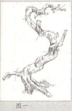 图解 盆景树桩的个性与造枝