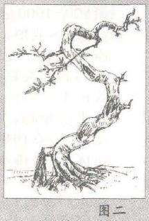 图解 盆景树桩的个性与造枝