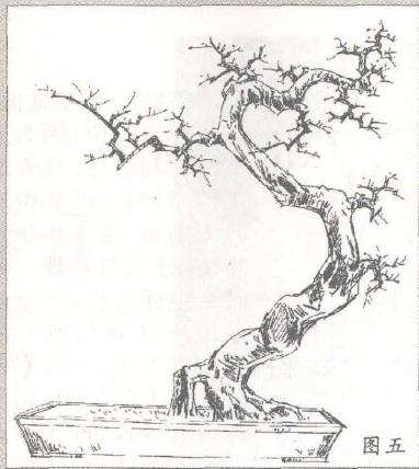 图解 盆景树桩的个性与造枝