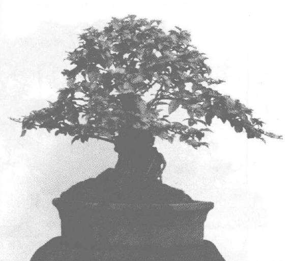 树桩盆景怎么展叶隐枝法的应用