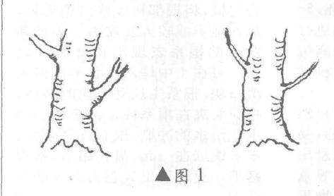 树桩盆景怎么展叶隐枝法的应用