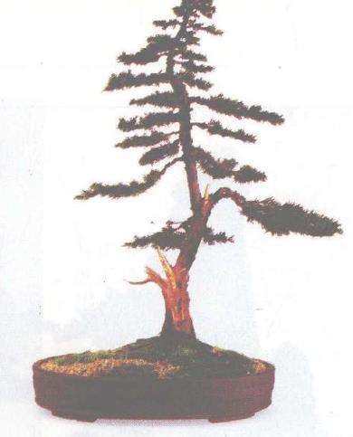 图解 柏树盆景怎么蟠扎的17个技艺