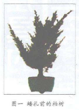 图解 柏树盆景怎么蟠扎的17个技艺